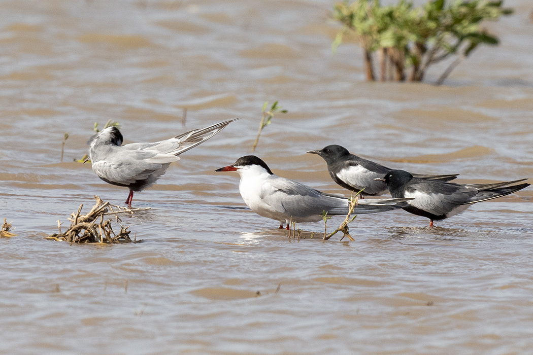 Common Tern